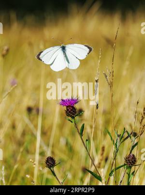 Männliche große weiße Pieris-Büste im Flug zwischen den Blüten des Schwarzen Knapweed auf einer Somerset-Wiese Stockfoto