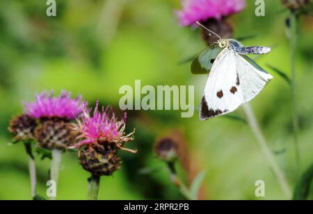 Weibchen große weiße Pieris-Büstenkraut im Flug zwischen schwarzen Knapweed-Blüten in einer Somerset-Wiese Stockfoto