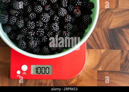 Reife, wilde, auf der Suche nach englischen Brombeeren in einer Schüssel, die auf einer elektronischen Küchenwaage gemessen werden. Das Gewicht der Brombeeren wird genau mit 1 kg angegeben Stockfoto