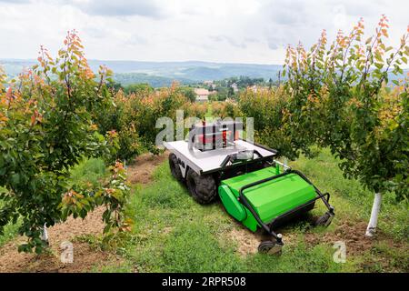 Autonomer Rasenmäher, der in einem Obstgarten arbeitet. Stockfoto