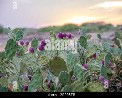 Opuntia-Frucht oder Kaktusfrucht auf gelbem Felsen im Freien am Mittelmeer in Ayia Napa, Zypern. Stockfoto