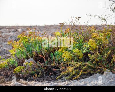 Verschiedene Wüstenpflanzen wachsen an einem felsigen Ufer des Mittelmeers in Ayia Napa, Zypern. Stockfoto