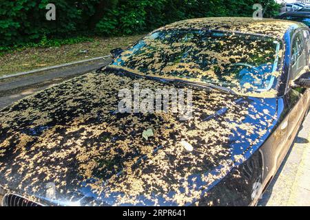 AACHEN, DEUTSCHLAND - 15. MAI 2018: Nicht identifizierte Auto mit Baum Samen im Frühling, Parken auf öffentlichen Straßen. Stockfoto