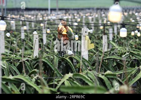 200327 -- NANNING, 27. März 2020 -- Ein Dorfbewohner wechselt eine Glühbirne, die in der Lichtergänzung auf einer Drachenfruchtplantage im Longan County, südchinesische autonome Region Guangxi Zhuang, 16. Oktober 2019 verwendet wird. Die autonome Region Guangxi Zhuang, die stark von Chinas bevölkerungsreichster ethnischer Minderheit Zhuang und vielen anderen Minderheitengruppen bewohnt ist, ist seit langem von Armut heimgesucht. Es war eine wichtige Front in Chinas Armutsbekämpfungskampagne, die darauf abzielt, die absolute Armut bis 2020 zu beseitigen. Die Region hat erhebliche Fortschritte bei der Armutsbekämpfung und der Wiederbelebung des ländlichen Raums erzielt. Statistiken aus Th Stockfoto