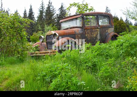 Verlassenes Auto, rostet zwischen grüner Vegetation Stockfoto