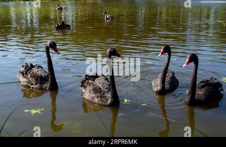 Stoke Poges, Buckinghamshire, Großbritannien. September 2023. Eine wunderschöne Familie von schwarzen Schwänen auf einem See in Stoke Poges, Buckinghamshire, mit ihren charakteristischen roten Schnäbeln und schwarzen Rüschenfedern. Der schwarze Schwan (Cygnus atratus) ist ein großer Wasservogel, eine Schwanenart, die aus Australien stammt. Der schwarze Schwan wurde in den 1800er Jahren als Ziervogel in verschiedene Länder eingeführt, hat es aber geschafft, zu entkommen und stabile Populationen zu bilden. Quelle: Maureen McLean/Alamy Live News Stockfoto