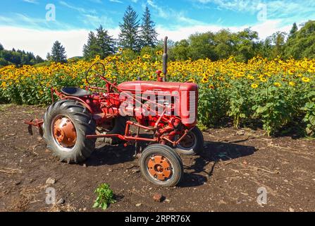 Tillamook, Oregon, USA - 12. September 2019: Alter Traktor in der Nähe eines Sonnenblumenfeldes. Stockfoto