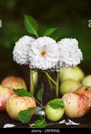 Wunderschöner Blumenstrauß mit weißen Dahlienblüten in einem Glas mit frisch geernteten Bio-Äpfeln. Floristik- oder Gartenkonzept. Stockfoto