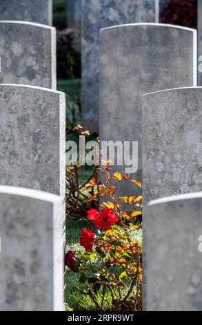 Britische Kriegsgräber auf dem Caterpillar Valley Cemetery, der Somme Stockfoto
