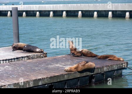 Seelöwen am Pier 39 in San Francisco Stockfoto
