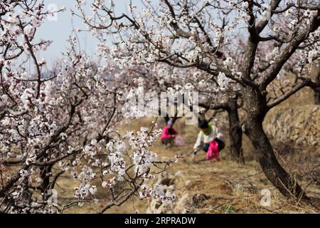 200330 -- TANGSHAN, 30. März 2020 -- Bauern arbeiten in einem Obstgarten im Dorf Xiayu der Stadt Zunhua, nordchinesische Provinz Hebei, 29. März 2020. Foto von /Xinhua CHINA-AGRICULTURE-FARM WORK CN LiuxMancang PUBLICATIONxNOTxINxCHN Stockfoto