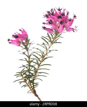 Purple Heather Blumen auf weißem Hintergrund Stockfoto
