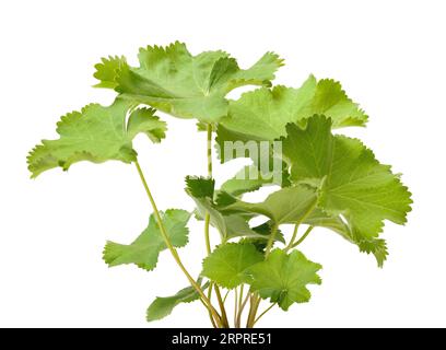 Lady's Mantle-Pflanze isoliert auf weiß Stockfoto