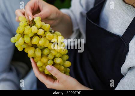 Frau Farmerin, die frisch geerntete grüne Trauben im Weinberg hält, Nahaufnahme Stockfoto