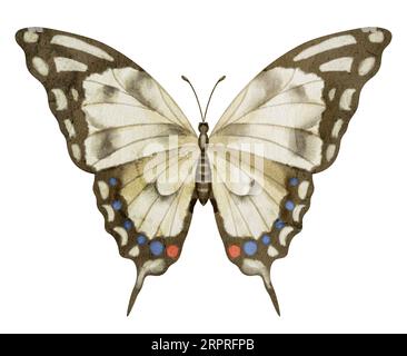Schmetterling Machaon auf weißem isoliertem Hintergrund. Aquarell-Illustration eines Insekts mit braunen Flügeln. Handgezeichnete Clip-Kunst von fliegenden Motten für Karten und Symbole. Zeichnung eines Vintage-Drucks in Pastellfarben. Stockfoto