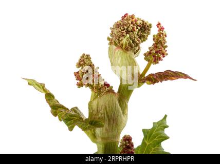 Rhabarberblüte isoliert auf weißem Hintergrund Stockfoto