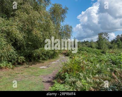 Allgemeine Ansicht zu Red House Common, North Chailey, Lewes, Großbritannien. Stockfoto