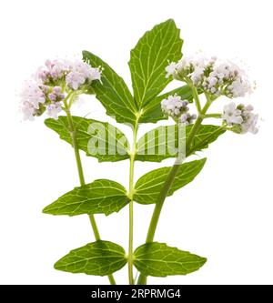 Valeriana officinalis-Blüten auf weißem Hintergrund Stockfoto