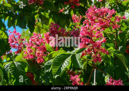 Roter Rosskastanienbaum mit blühenden Blumen im Freien, Nahaufnahme Stockfoto