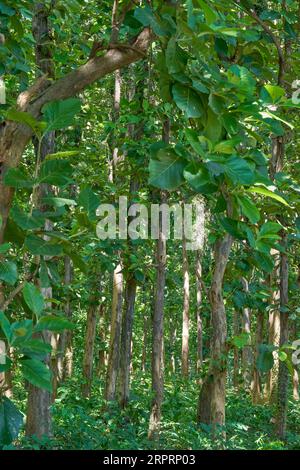 Sonnenlicht filtert durch Laub in einem dichten Wald Stockfoto