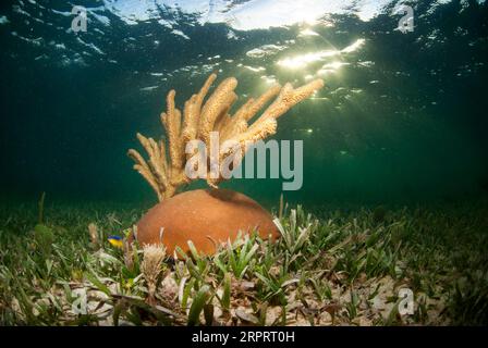 Sternkorallen mit Meeresruten. Stockfoto