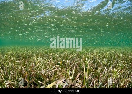 Silversides schwimmen über Seegrasbett Stockfoto