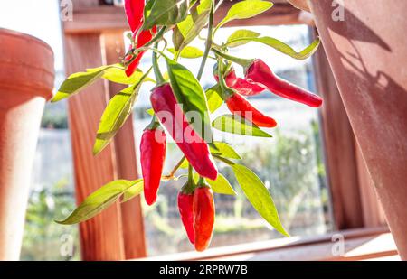 CHILIS GEWÄCHSHAUS HERBST Red Apache Gemüsechillies Chilischoten (Paprika annum), die zwischen Terrakottatöpfen in einem hellen, sonnendurchfluteten Gewächshaus verschüttet werden Stockfoto