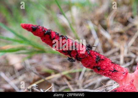 Teufelsfinger fungus fungi (Clathrus archeri), ein hellroter, nicht einheimischer Katzenhocker, auch Oktopusstinkhorn genannt, Surrey, England, Großbritannien, mit Fliegen Stockfoto