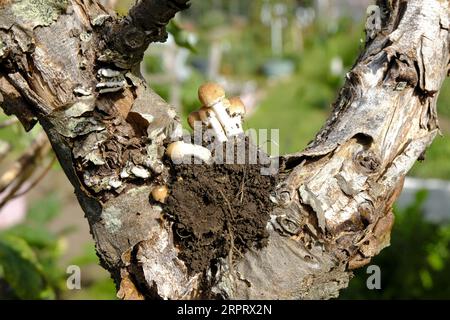 Kleine Pilze wachsen im September, nachdem Sporen von einem toten Baum freigesetzt wurden, nachdem eine Rinde wegkam Stockfoto