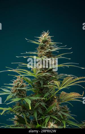 Recreatiomal Cannabis, Marihuana Auto Insomnia plant Stockfoto