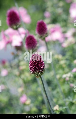 Allium sphaerocephalon Blumen. Stockfoto