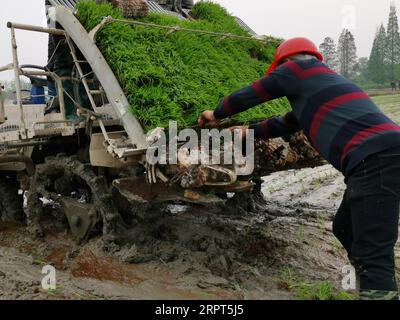 200411 – HUARONG, 11. April 2020 – Ein Bauer arbeitet mit einer Pflanzmaschine in Sanfengsi, Stadt Huarong County, Provinz Hunan in Zentralchina, 10. April 2020. CHINA-HUNAN-FARMING CN ZhouxNan PUBLICATIONxNOTxINxCHN Stockfoto