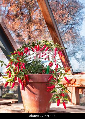 CHILISCHOTEN ROTES APACHE GEWÄCHSHAUS HERBSTGEMÜSE Chilischoten (Paprika annum) in traditionellem Terrakotta-Topf in Holzgewächshaus gegossen Stockfoto