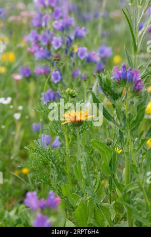 Englisch Marigold und Echium vulgare Stockfoto