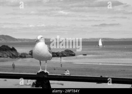 Möwe thront auf dem Geländer am Strand Stockfoto