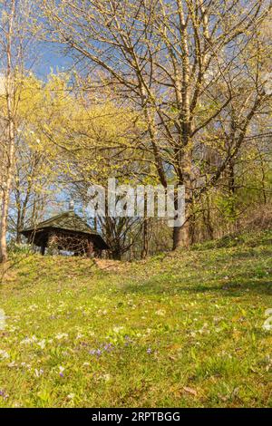 Ein alter grüner Holzdorn auf dem Hügel bei Požega. Blühende Wiese mit Primeln und Veilchen im Vordergrund. Stockfoto