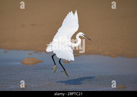 Kleiner Egret (Egretta garzetta) springt mit ausgebreiteten Flügeln im flachen Wasser auf Fuerteventura Stockfoto