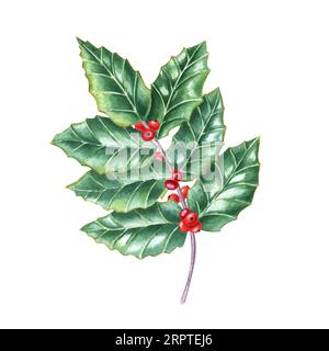 Der gekrümmte Zweig der europäischen stechpalme. Frische grüne Ilex-Blätter mit roten Beeren. Aquarellillustration isoliert auf weißem Hintergrund. Stockfoto