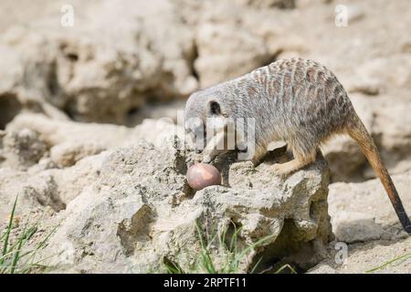 200415 -- PEKING, 15. April 2020 -- Ein Erdmännchen spielt mit einem Osterei während einer besonderen Ostertag-Aktivität im Zagreb Zoo in Zagreb, Kroatien, 13. April 2020. /Pixsell/Handout über Xinhua XINHUA FOTOS DES TAGES SandraxSimunovic PUBLICATIONxNOTxINxCHN Stockfoto