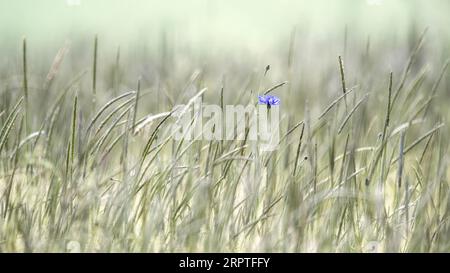 Eine einzelne Kornblume ( Centaurea Cyanus ) auf einer Wiese, pastellfarben, horizontal, groß Stockfoto