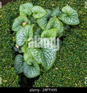 Heartleaf brunnera (binomialer Name: Brunnera macrophylla), auch bekannt als sibirischer Buggloss, in einem Frühlingsgarten vor Buchsbaumhintergrund Stockfoto