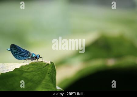 Schöne Demoiselle-Damselfliegen (Calopteryx virgo) Stockfoto