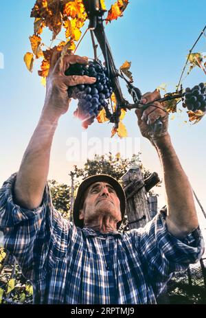 Die Weinernte DER SANGIOVESE IN ITALIEN die Weinernte der Toskana ist ein typischer Traubenpflücker, der Sangiovese-Trauben im Weinberg erntet, um italienische toskanische Rotweine wie Chianti herzustellen. Toskanischer Wein (italienische Toscana) ist italienischer Wein aus der Toskana. Die Toskana liegt in Mittelitalien an der tyrrhenischen Küste und beherbergt einige der bekanntesten Weinregionen der Welt. Chianti, Brunello di Montalcino und Vino Nobile di Montepulciano werden hauptsächlich aus der Traube Sangiovese hergestellt Stockfoto