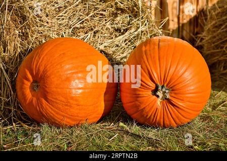 Zwei große Kürbisse auf einer Farm an einem sonnigen Herbsttag. Erntekonzept. Stockfoto