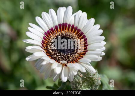 Nahaufnahme eines Monarchen der blühenden Veldt-Blume (Arctotis fastuosa) Stockfoto