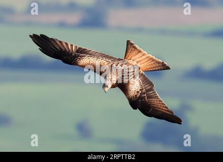 Ein Roter Kite (Milvus milvus), der über die Cotswold Hills in Gloucestershire (Großbritannien) fliegt Stockfoto