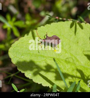 KÜRBISWANZE Coreus marginatus Stockfoto