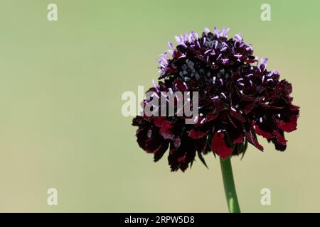 Nahaufnahme einer schwarzen Ritterkissenblume (scabiosa atropurpurea) in Blüte Stockfoto