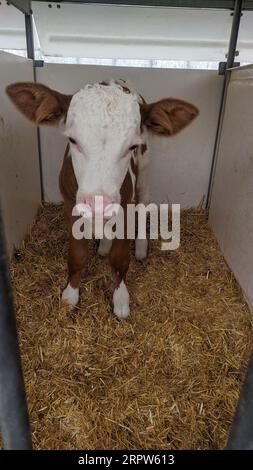 Kleines Kalb mit gelben Ohrmarken, das in einem Käfig in einer sonnigen Viehstall auf dem Land steht und in die Kamera schaut. Viehzucht, Pflege eines Stockfoto