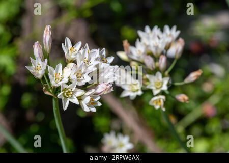 Nahaufnahme von dünnen Blüten mit falschem Knoblauch (Nothoscordum gracile) in Blüte Stockfoto